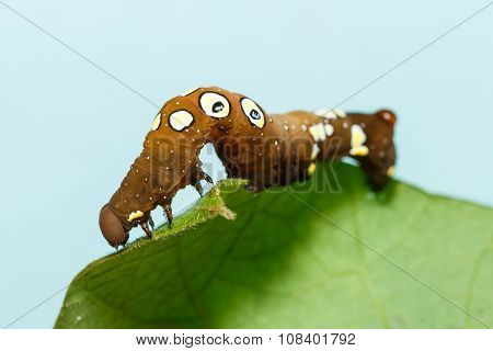 Brown And White Dot Caterpillar Of  Othreis ( Eudocima Falonia ) Moth