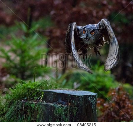 Eurasian Eagle Owl, close-up.