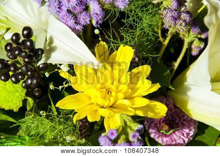 Chrysanthemum