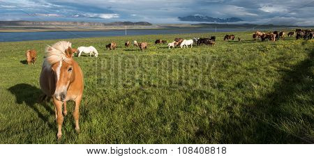 Horses In Vatnsnes Peninsula