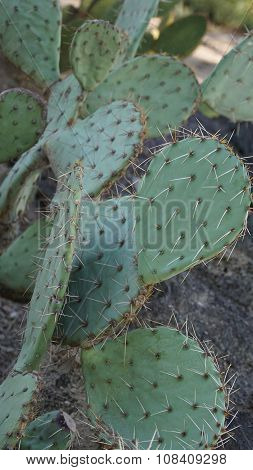 Cactus Plant