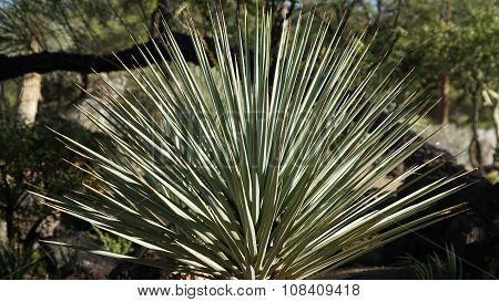 Cactus Plant