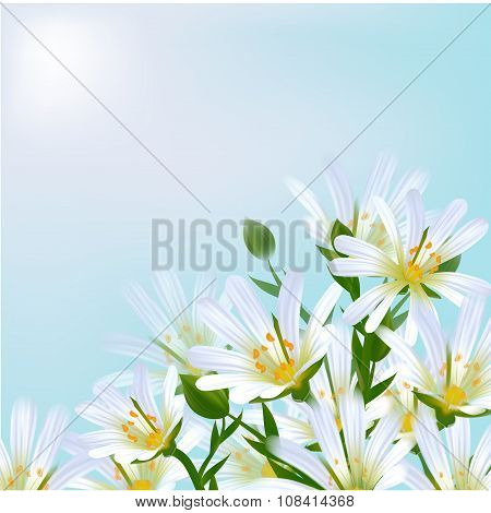 Floral Background. Daisies.