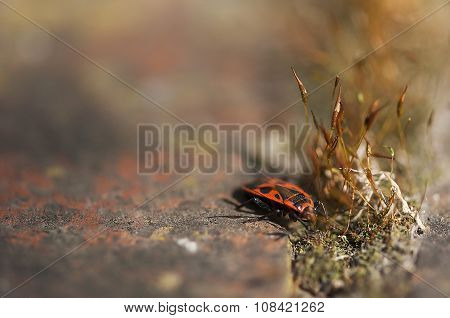 Firebug
