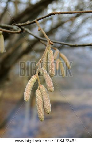 Catkins of the hazelnut tree