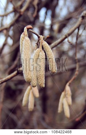 Catkins of the hazelnut tree