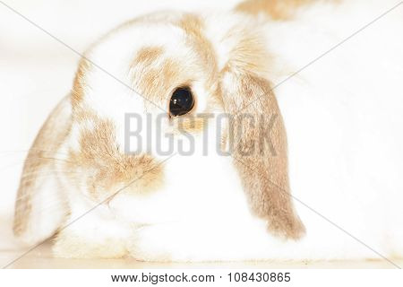 Rabbit