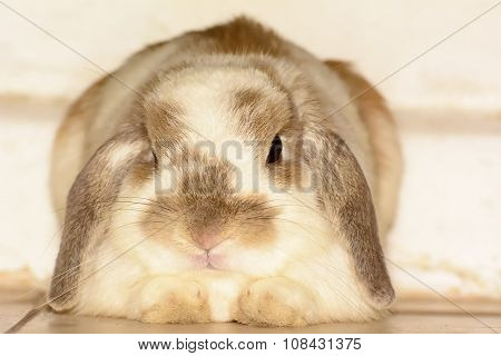 Rabbit