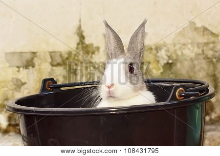 Rabbit