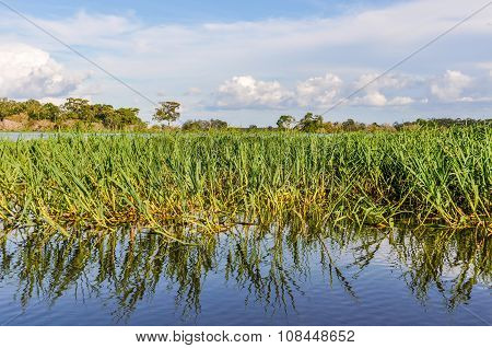From The Boat In The Amazon Rainforest, Manaos, Brazil