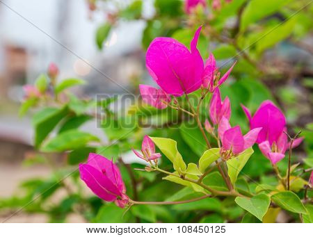 Bougainvillea Flower In The Garden