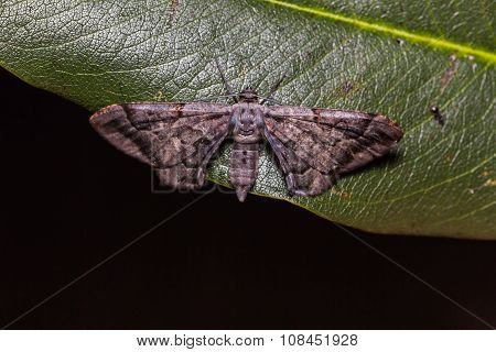 Hypochrosis binexata moth