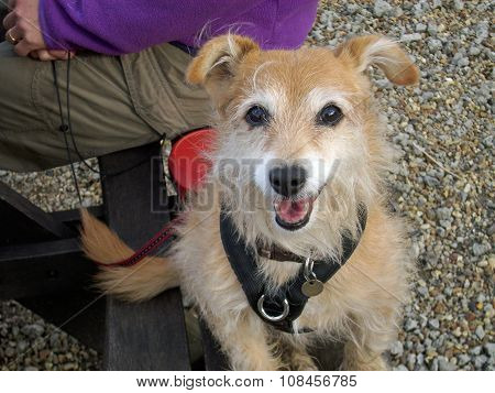 Cute dog on bench