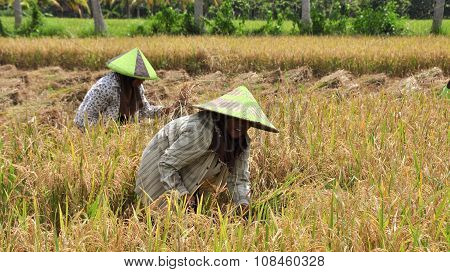 Rice Is Winnowed In Bali