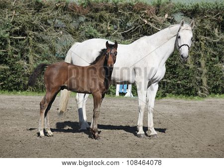 Brown Foal With Mare
