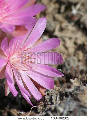 Beetle on a Bitterroot Flower