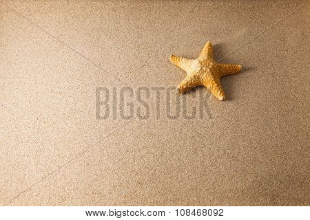 shells on sand