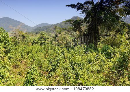 Jungle In Brazil