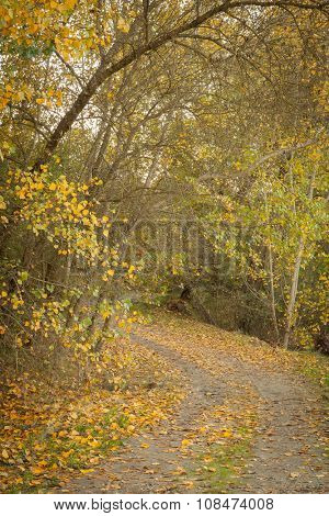 Path through the field full of yellow leaves. Autumn is here