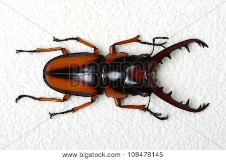 Stag beetle isolated on background