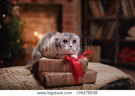 Cat Breed Scottish Fold, Christmas And New Year