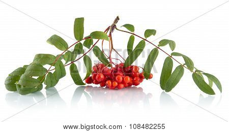 Ash-berry With Leaves Isolated On White Background