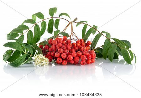 Red Ash-berry With Blossom Isolated On White Background