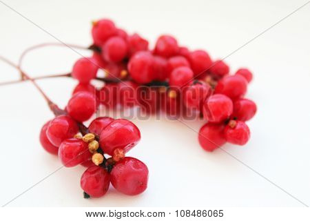 Branch Of Red Ripe Schisandra Isolated