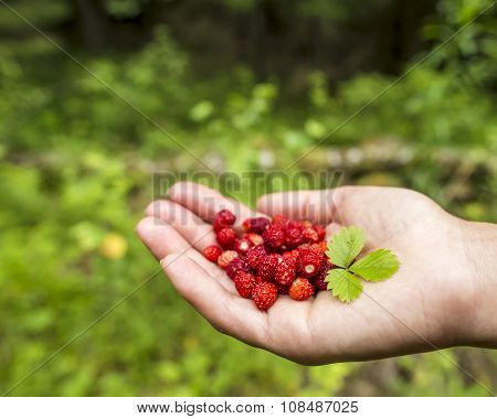 A Handful Of Wild Strawberries In The The Palm, In The Forest On A Background Of Greenery