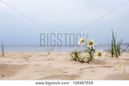 Daisy Flower Growing In The Sand On The Beach