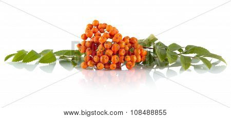 Rowanberry With Leaves Isolated On White Background