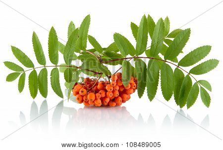 Orange Ash-berry With Leaves Isolated On White Background
