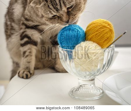Funny Cat Wants To Play With A Ball Of Wool Yarn, Which Lie Like Dessert