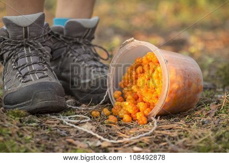 Cloudberries Spill Out Of The Bucket On The Ground In The Forest