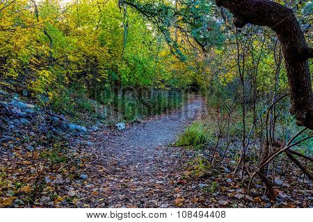 A Trail in the Woods