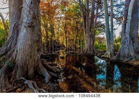 Fall Foliage On Cibolo Creek, Texas.