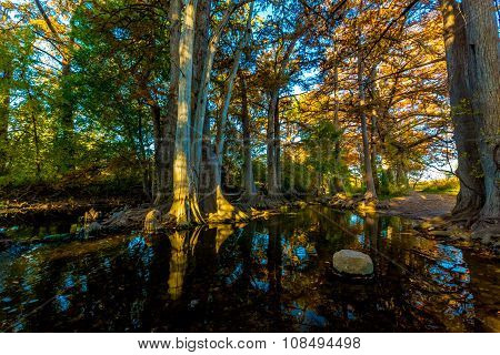 Fall Foliage On Cibolo Creek, Texas.