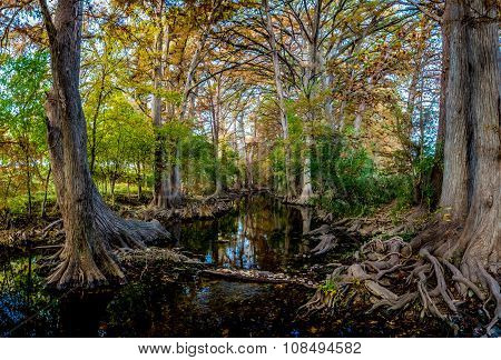 High Resolution Panoramic Shot of Fall Foliage on Cibolo Creek, Texas.