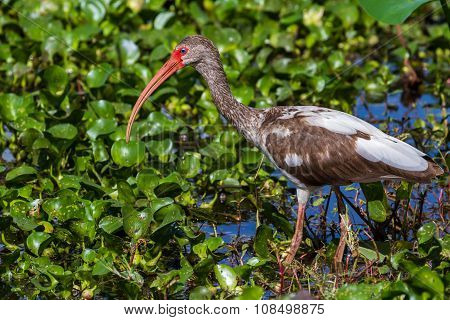 A Wild Long Legged Juvenile American White Ibis in Texas