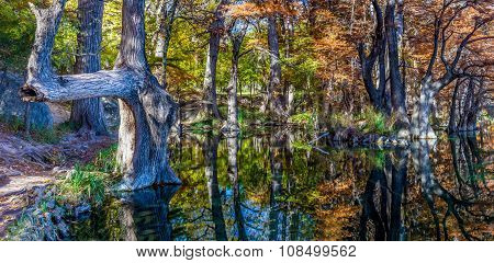 High Resolution Shot of Brilliant Fall Leaves on Bald Cypress Trees in Texas