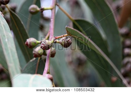 Eucalyptus Fruits