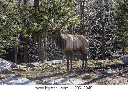 A large elk or red deer in the woods