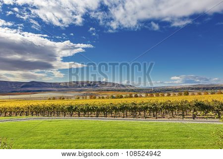 Yellow Leaves Vines Rows Grapes Fall Vineyards Red Mountain Benton City Washington