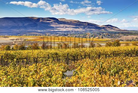 Yellow Leaves Vines Rows Grapes Fall Vineyards Red Mountain Benton City Washington