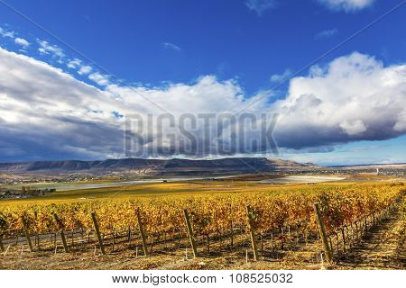 Orange Yellow Leaves Vines Rows Grapes Fall Vineyards Red Mountain Benton City Washington