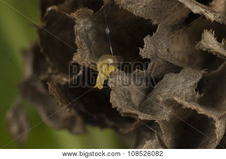 Snail
