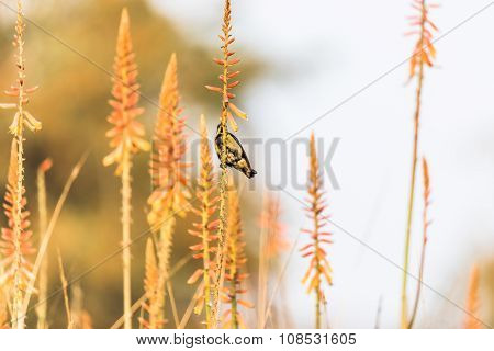 Male Purple sunbirds nectaring from garden flowers