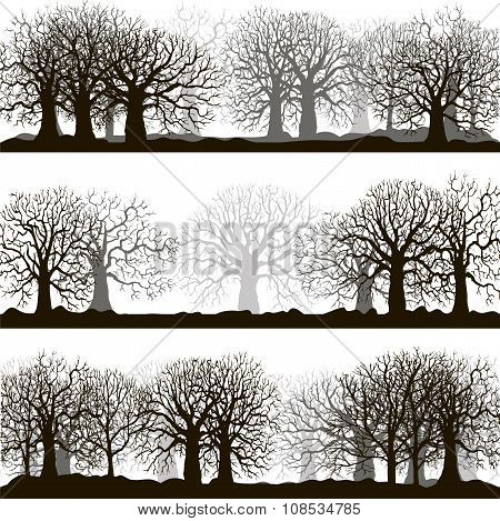 winter forest silhouettes lanscapes