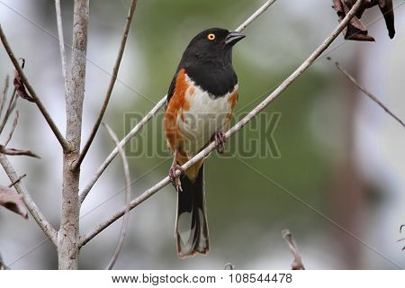 Male Eastern Towhee (pipilo Erythrophthalmus)
