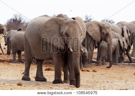 Herd Of African Elephants At A Waterhole